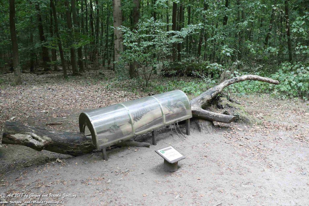 Internationaler Waldkunstpfad - Kunst Ökologie in Darmstadt