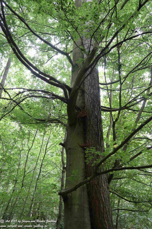 Internationaler Waldkunstpfad - Kunst Ökologie in Darmstadt
