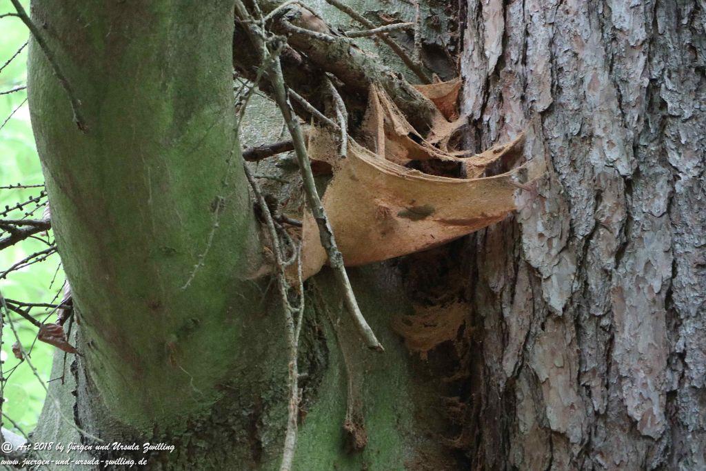 Internationaler Waldkunstpfad - Kunst Ökologie in Darmstadt