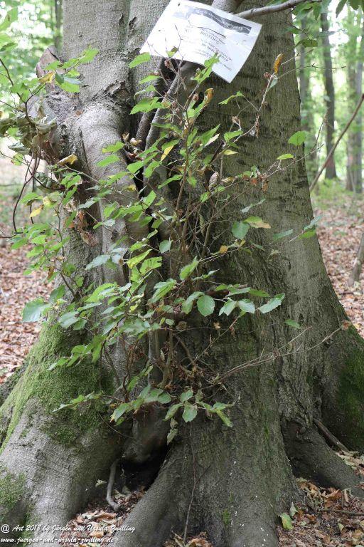 Internationaler Waldkunstpfad - Kunst Ökologie in Darmstadt