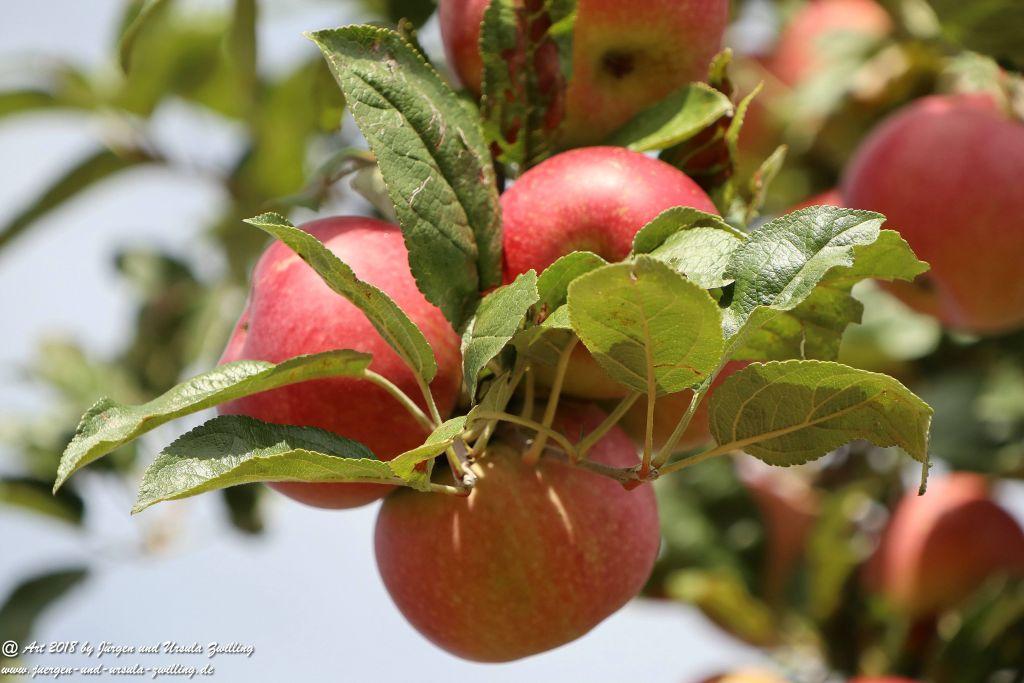 Äpfel und Birnen in Rheinhessen