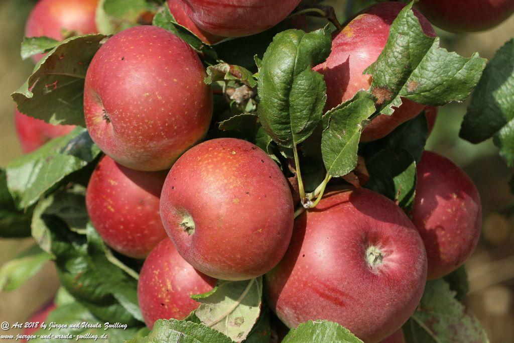 Äpfel und Birnen in Rheinhessen