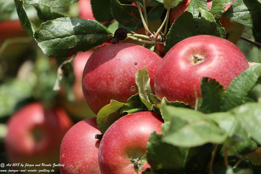 Äpfel und Birnen in Rheinhessen