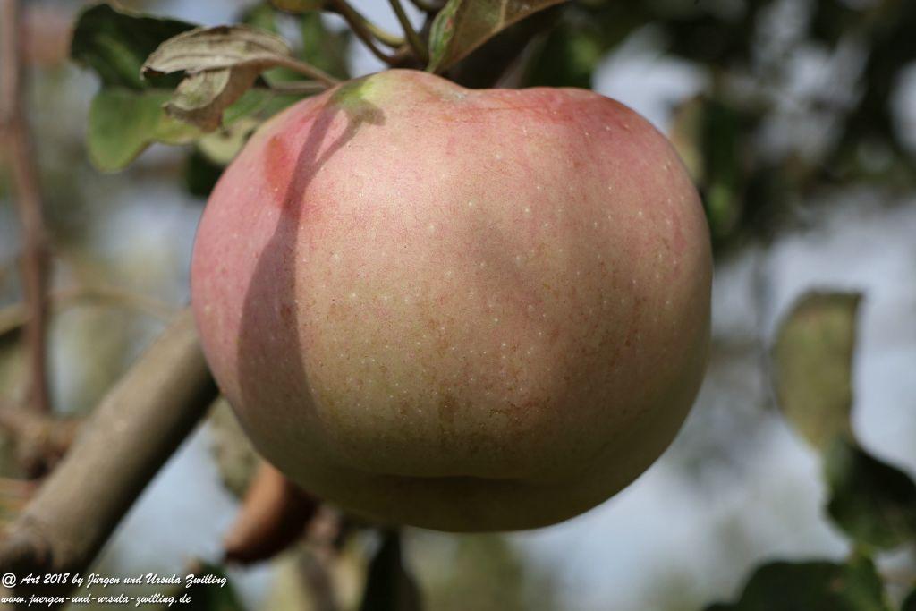 Äpfel und Birnen in Rheinhessen