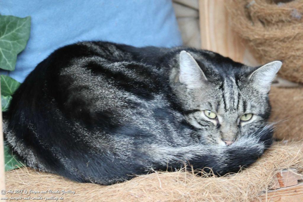 Katze Mimi im September 2018