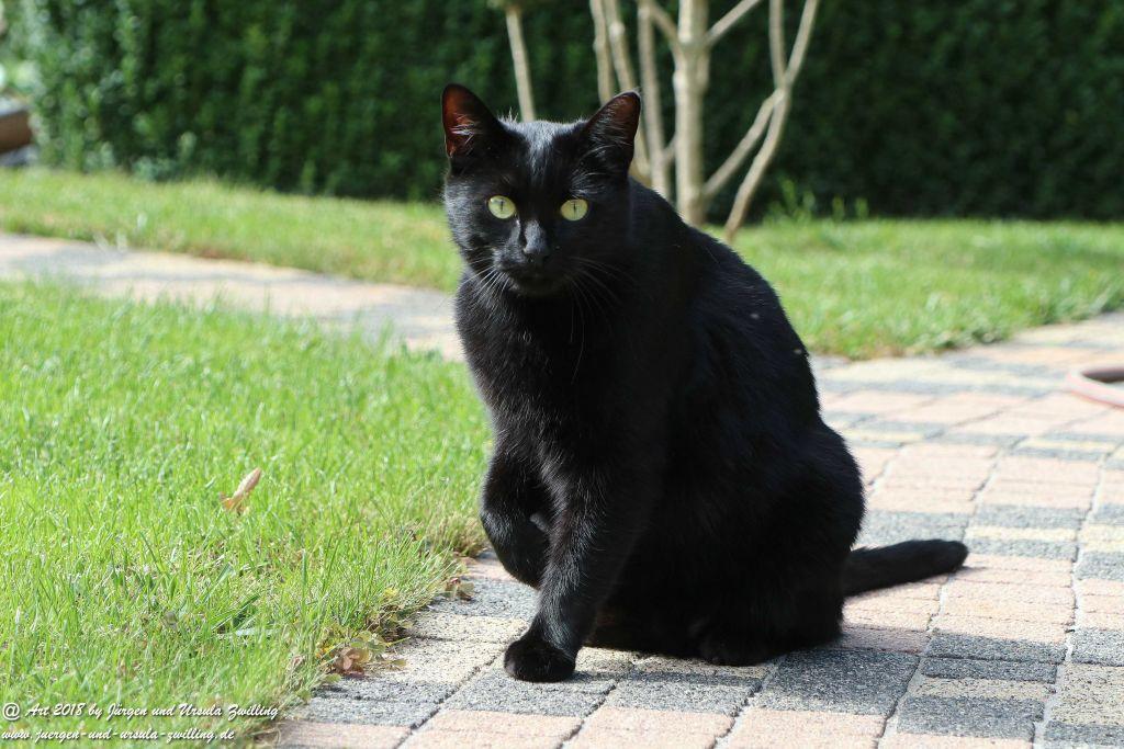 Katze Mimi im September 2018