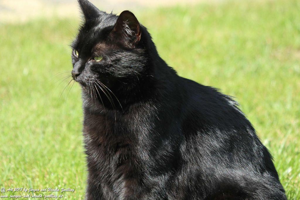 Katze Mimi im September 2018