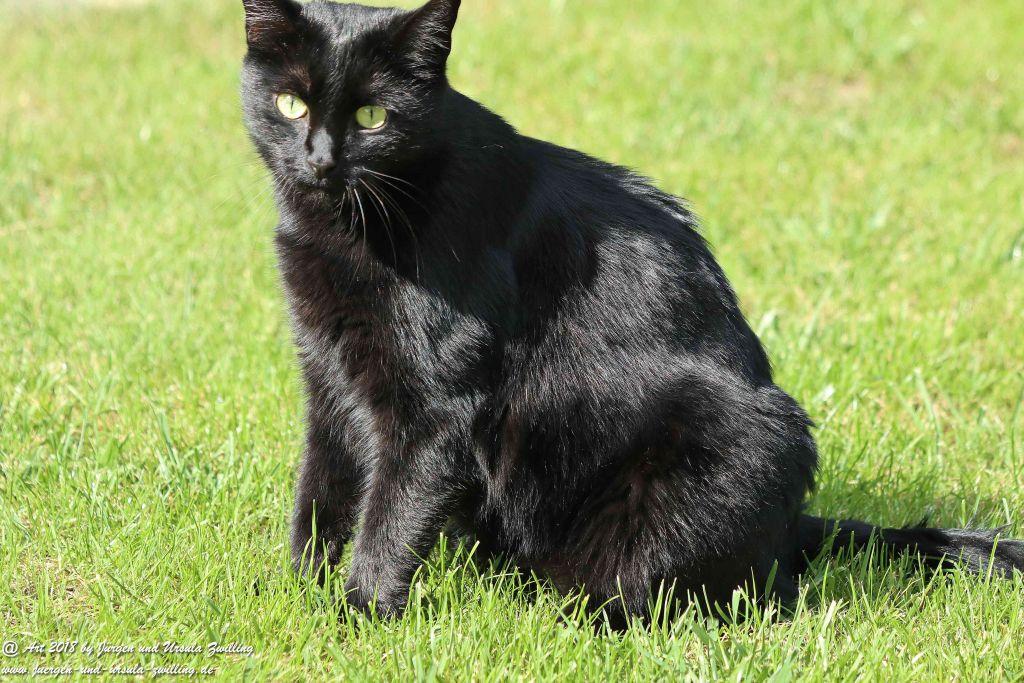 Katze Mimi im September 2018