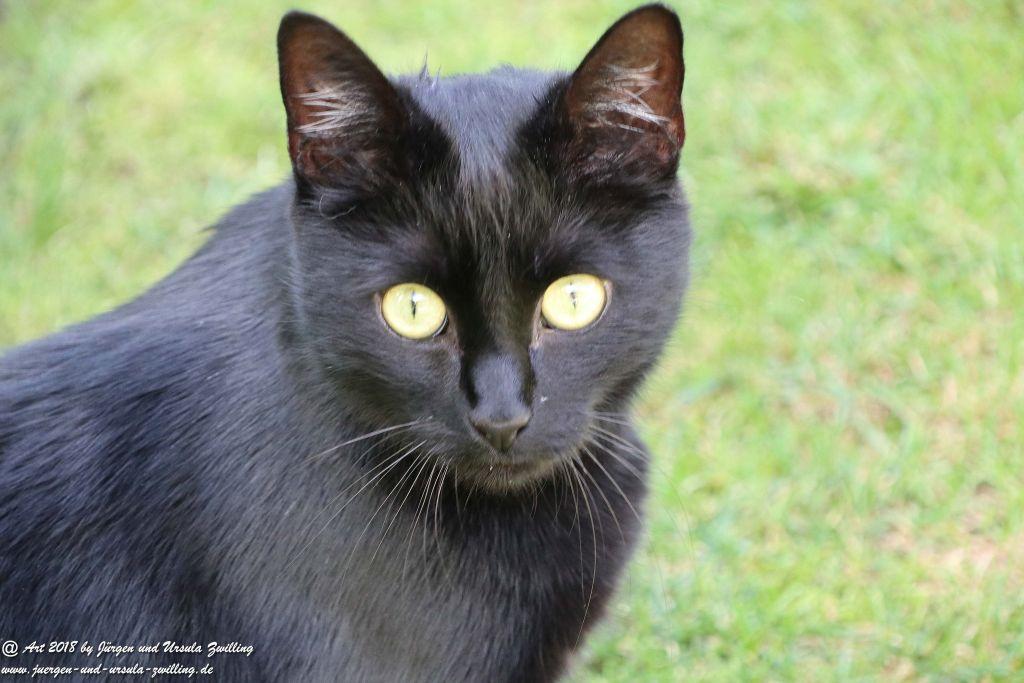 Katze Mimi im September 2018