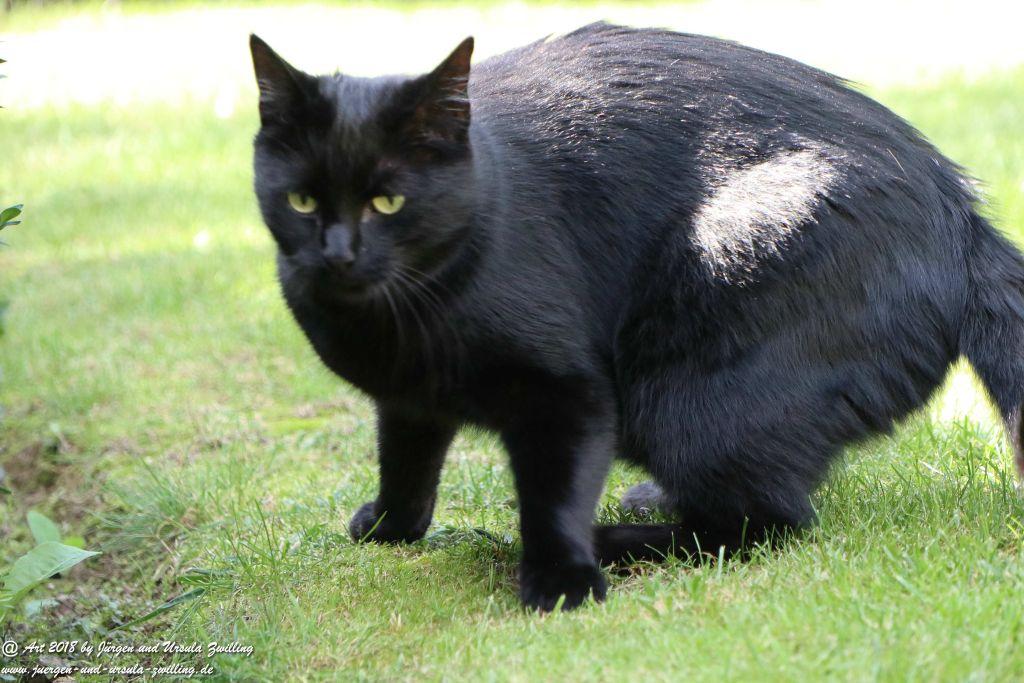 Katze Mimi im September 2018