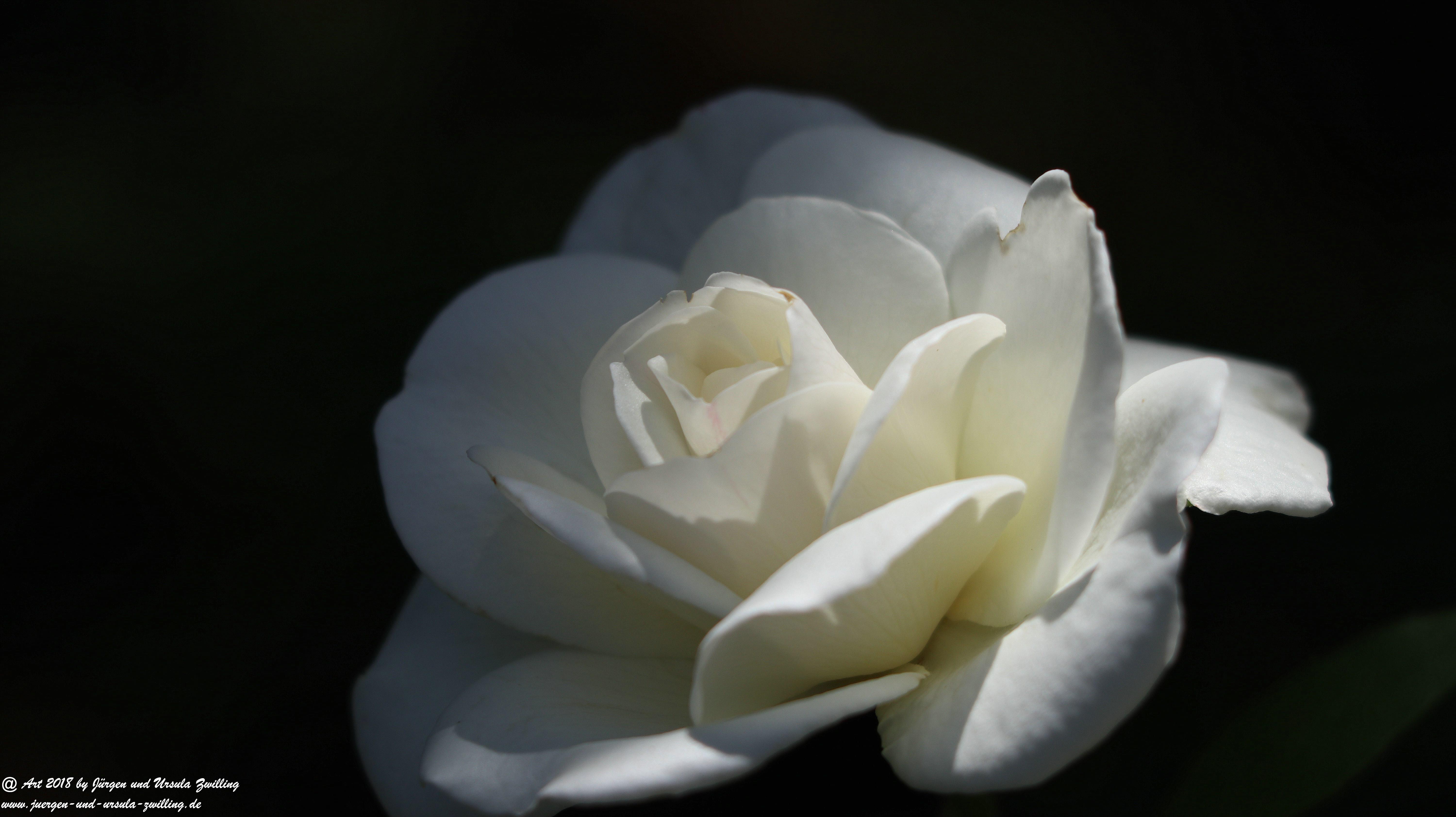 Weiße Rose in Black