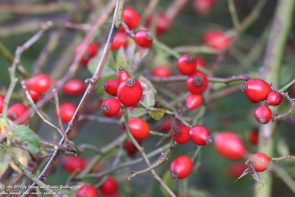 Herbst in Rheinhessen Ober Olmer Wald und Finther Felder