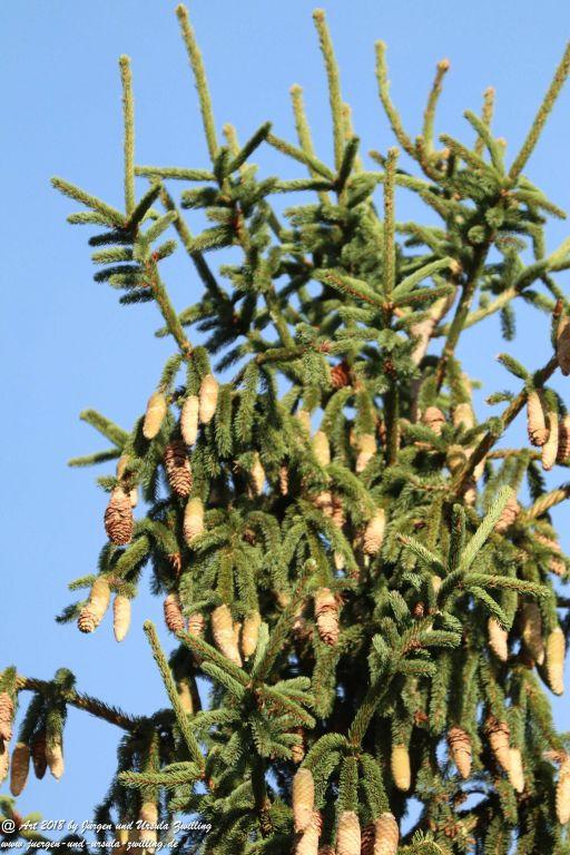 Herbst in Rheinhessen Ober Olmer Wald und Finther Felder