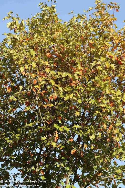 Herbst in Rheinhessen Ober Olmer Wald und Finther Felder