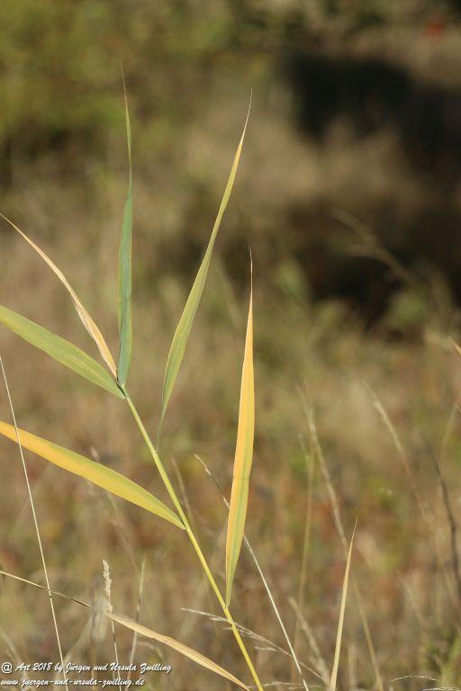 Herbst in Rheinhessen Ober Olmer Wald und Finther Felder