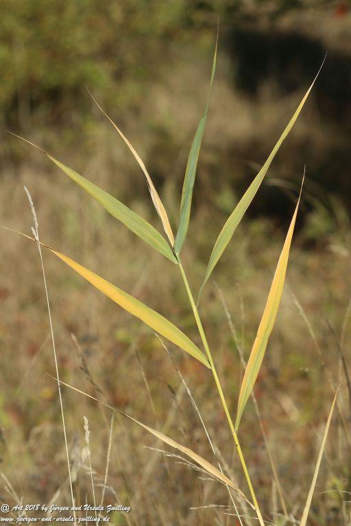 Herbst in Rheinhessen Ober Olmer Wald und Finther Felder