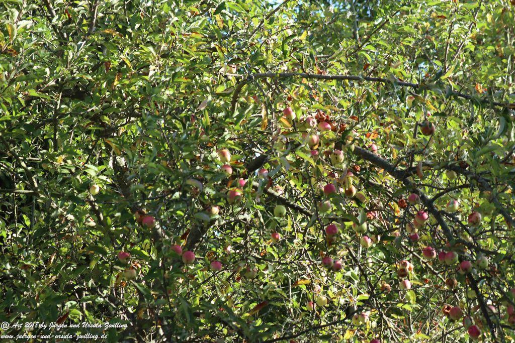 Herbst in Rheinhessen Ober Olmer Wald und Finther Felder