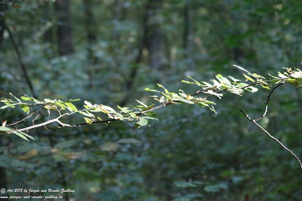 Herbst in Rheinhessen Ober Olmer Wald und Finther Felder