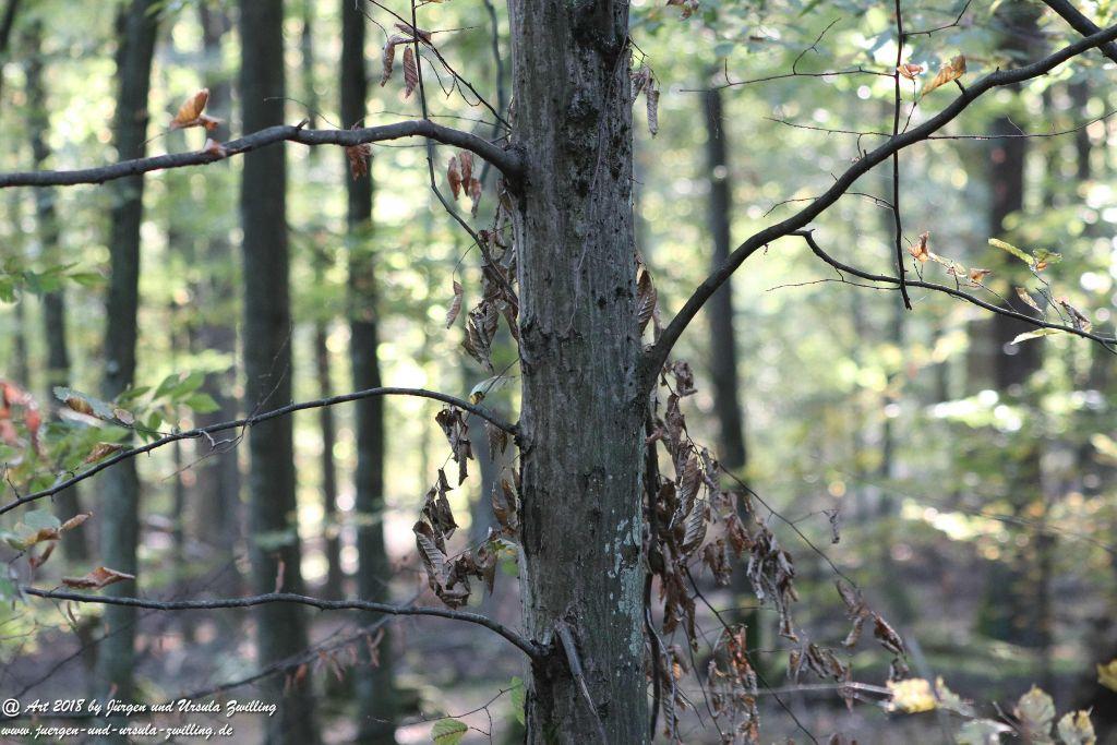Herbst in Rheinhessen Ober Olmer Wald und Finther Felder