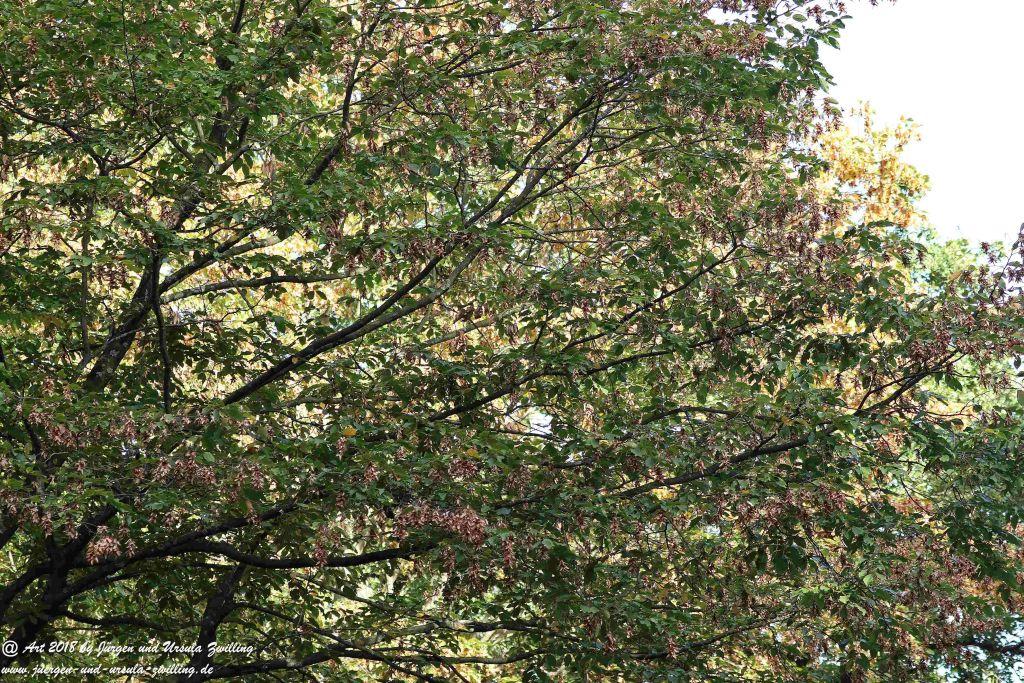 Herbst in Rheinhessen Ober Olmer Wald und Finther Felder