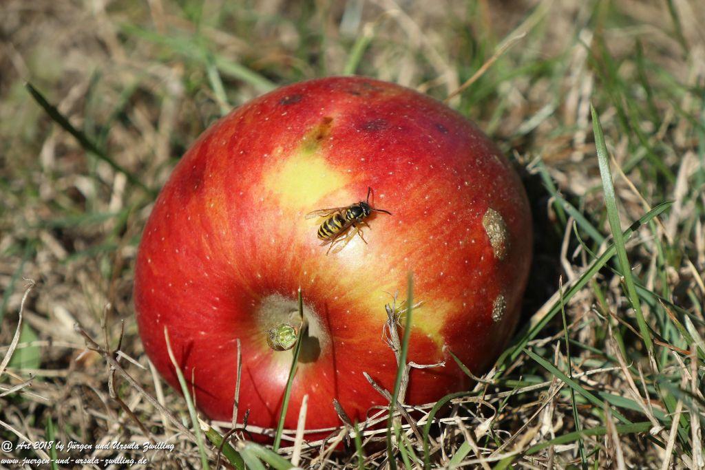 Herbst in Rheinhessen Ober Olmer Wald und Finther Felder