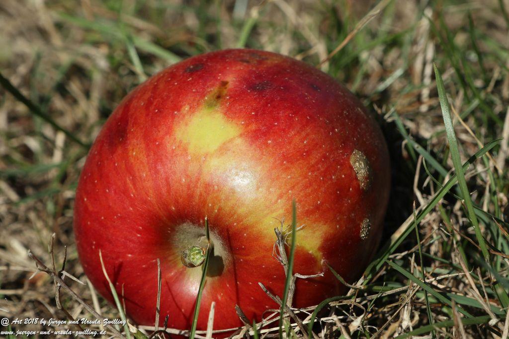 Herbst in Rheinhessen Ober Olmer Wald und Finther Felder