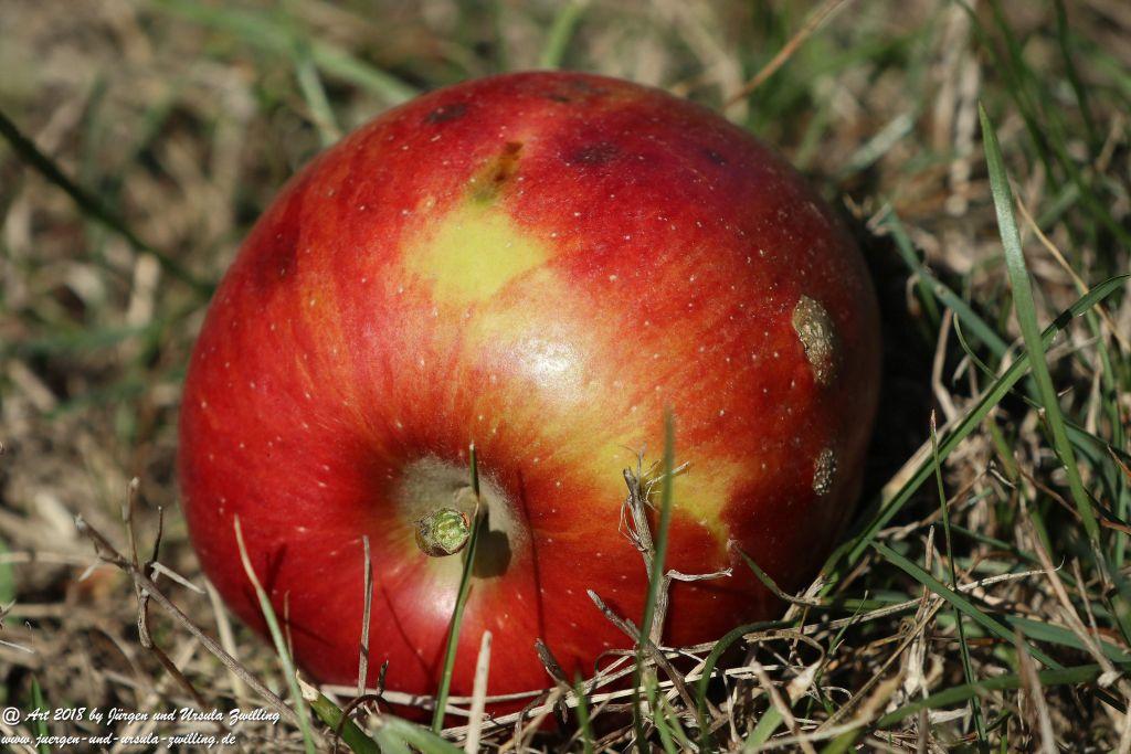Herbst in Rheinhessen Ober Olmer Wald und Finther Felder