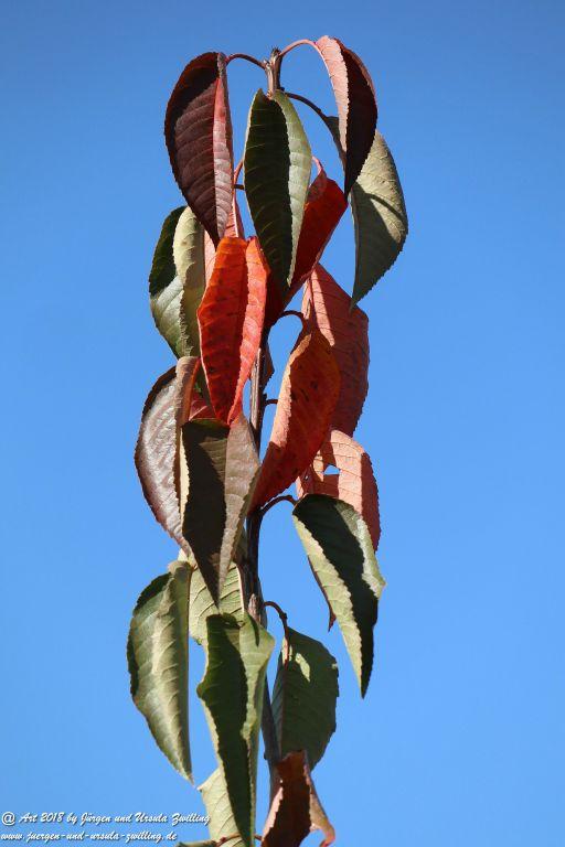 Herbst in Rheinhessen Ober Olmer Wald und Finther Felder