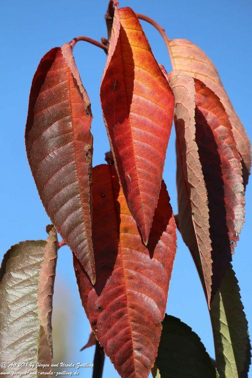 Herbst in Rheinhessen Ober Olmer Wald und Finther Felder