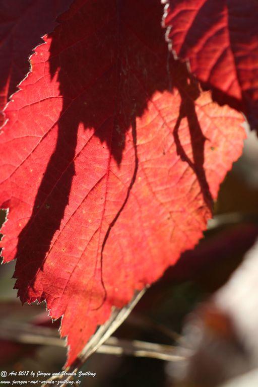 Herbst in Rheinhessen Ober Olmer Wald und Finther Felder