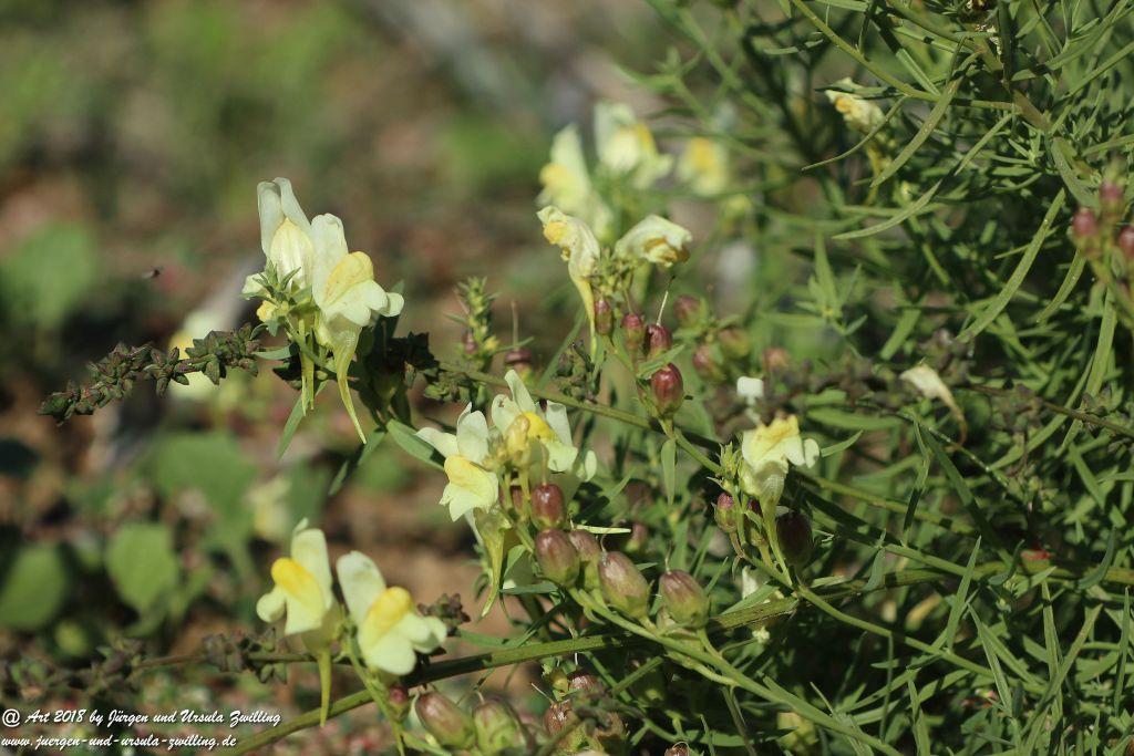 Herbst in Rheinhessen Ober Olmer Wald und Finther Felder