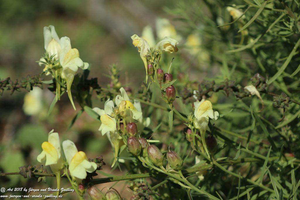Herbst in Rheinhessen Ober Olmer Wald und Finther Felder