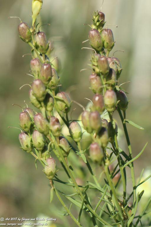 Herbst in Rheinhessen Ober Olmer Wald und Finther Felder