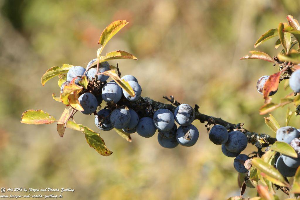 Herbst in Rheinhessen Ober Olmer Wald und Finther Felder
