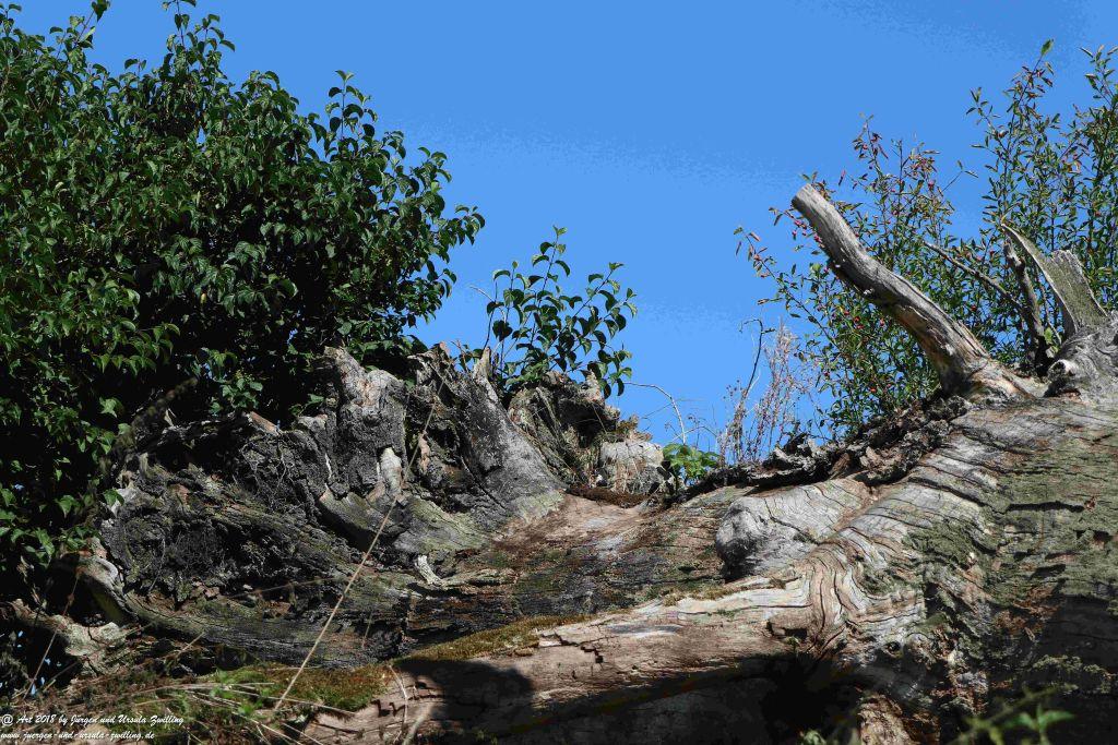 Naturkunst - Starnberger See - Bayern