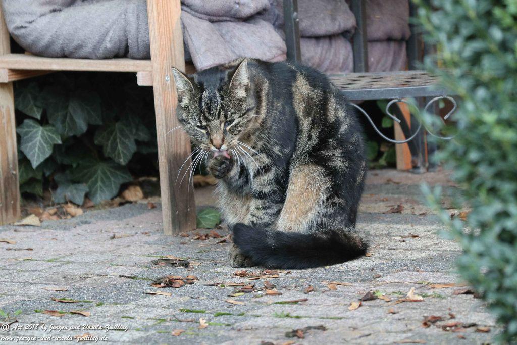 Katze Mimi im Oktober 2018