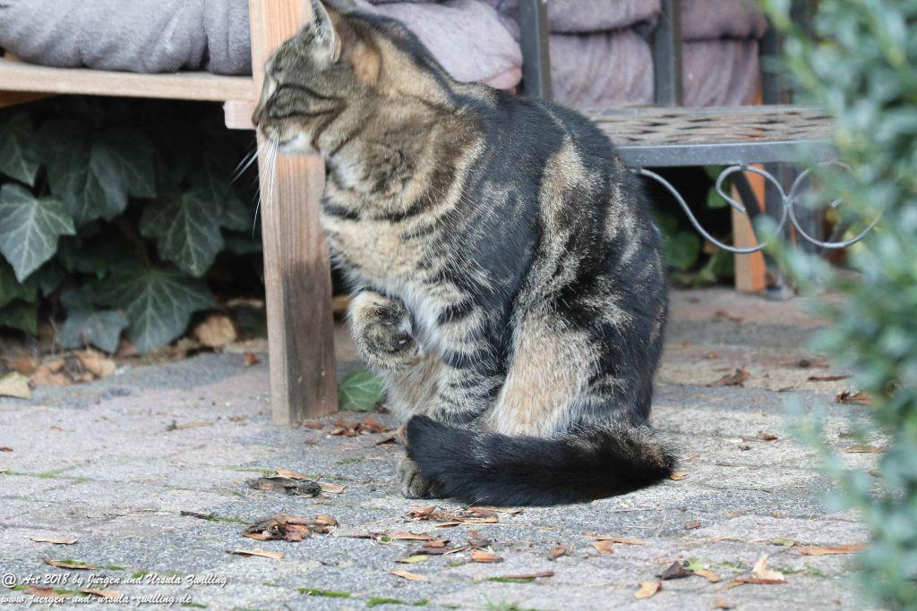 Katze Mimi im Oktober 2018