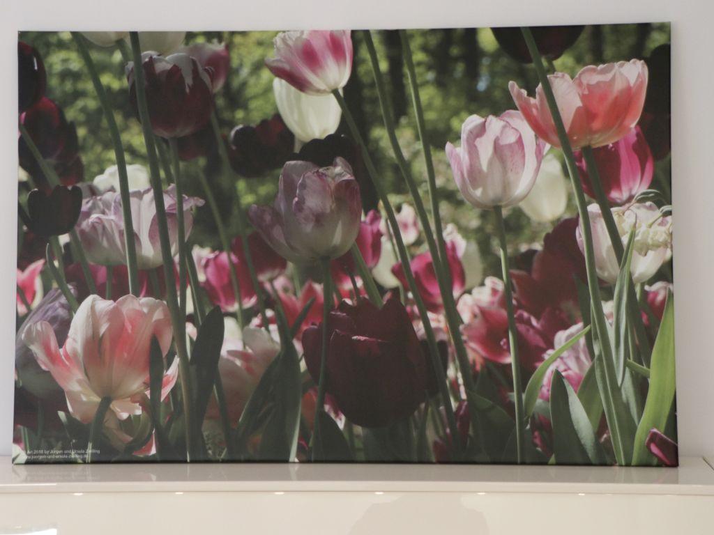 Blick und Einladung in unsere Galerie - Tulpen
