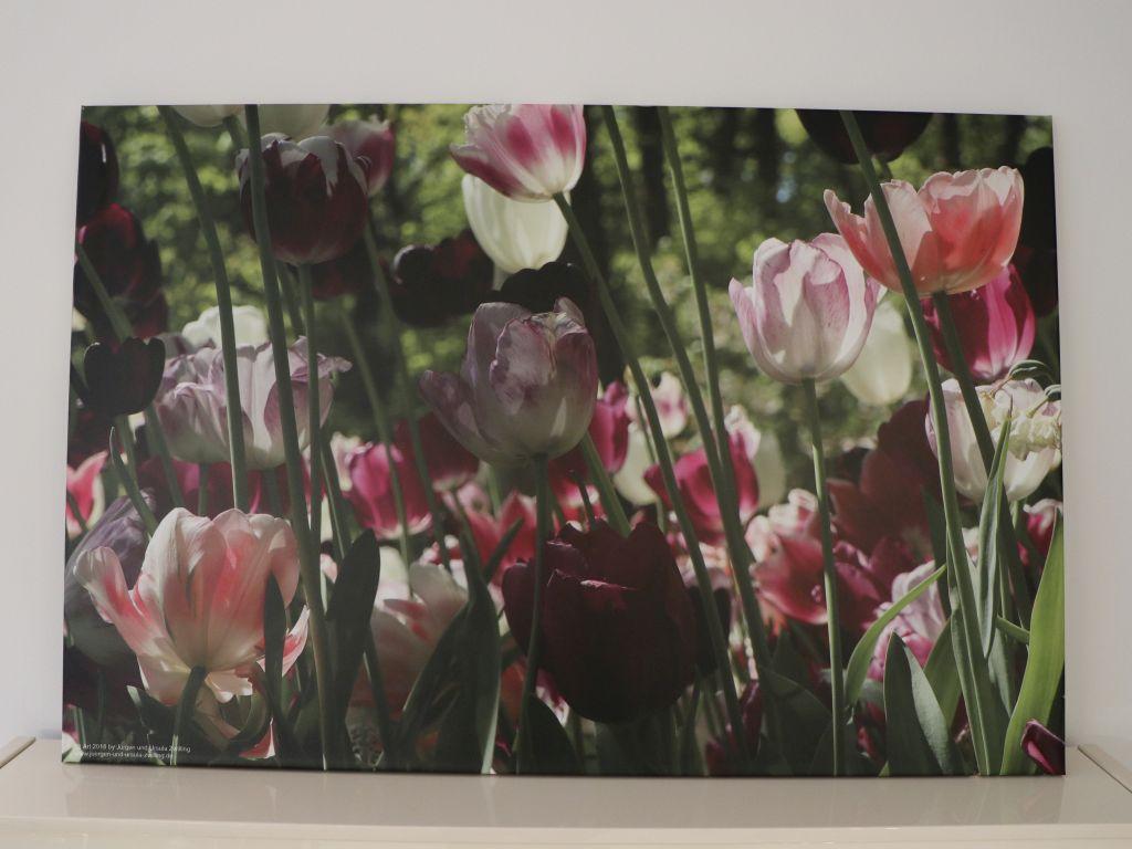 Blick und Einladung in unsere Galerie - Tulpen