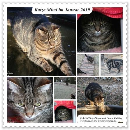 Katze Mimi im Januar 2019