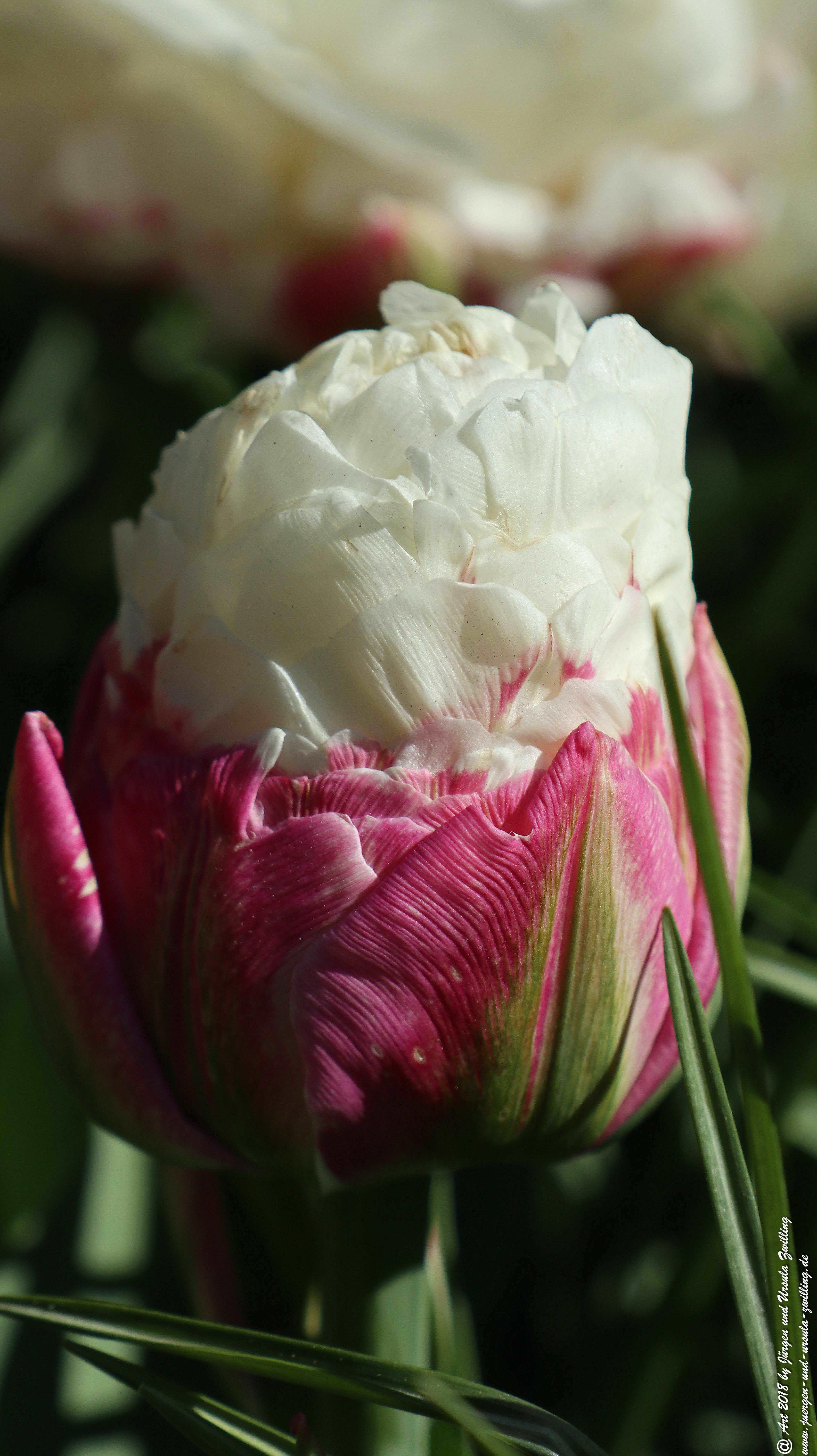Tulpe Rot-Weiß