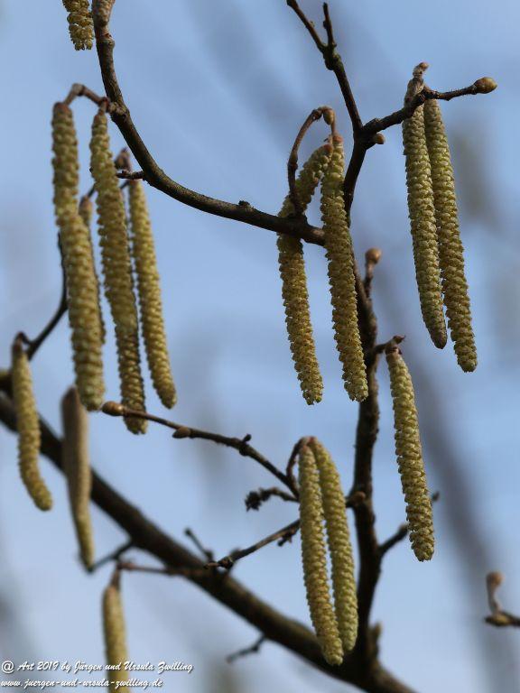 Haselnussblüte Mainz - Rheinhessen