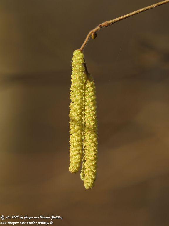 Haselnussblüte Mainz - Rheinhessen