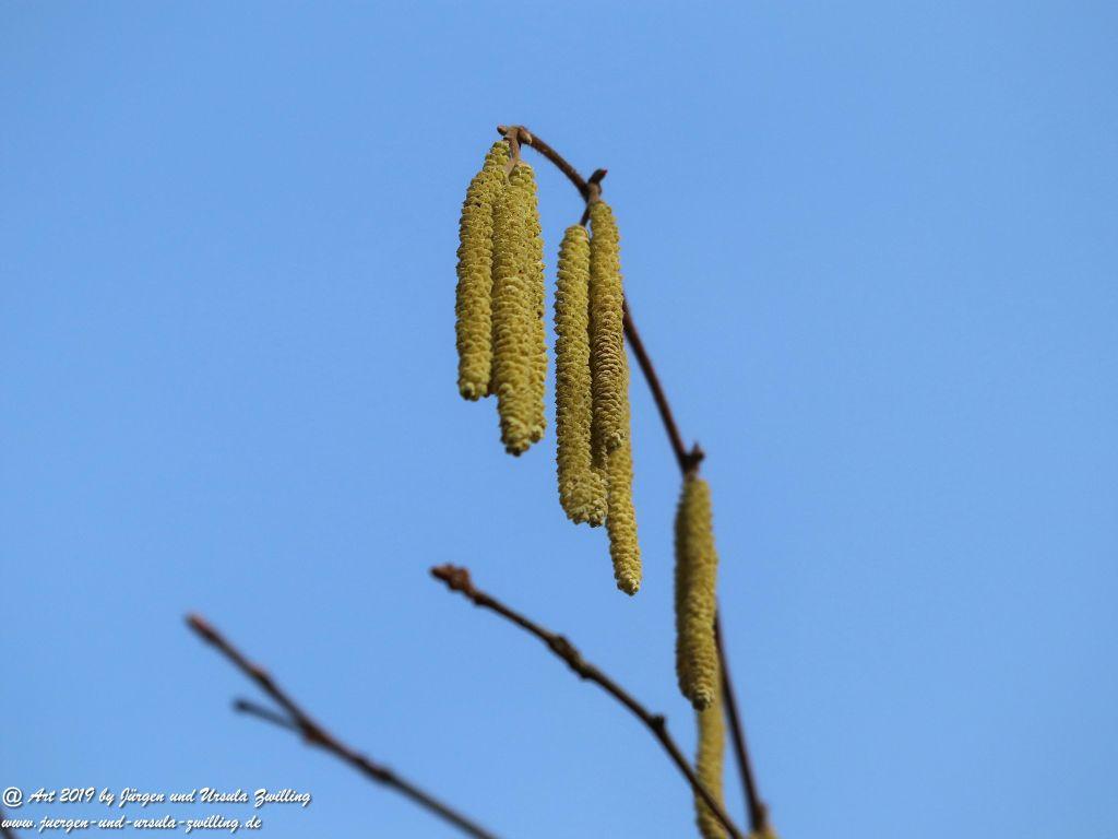 Haselnussblüte Mainz - Rheinhessen