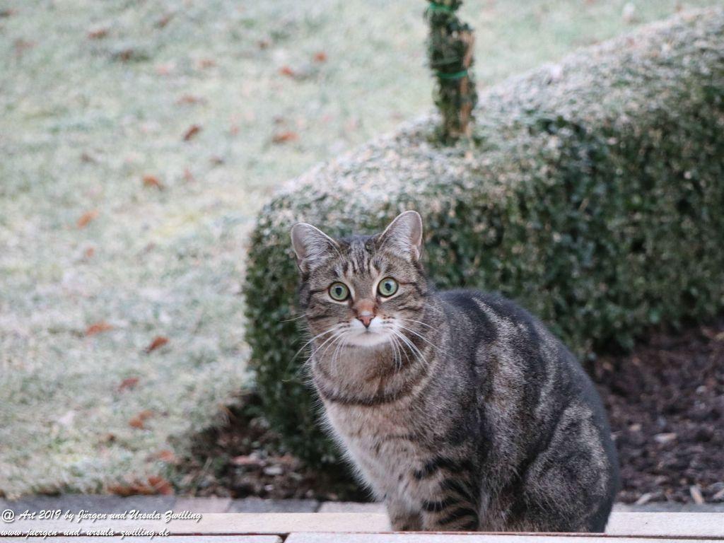 Katze Mimi im Februar 2019