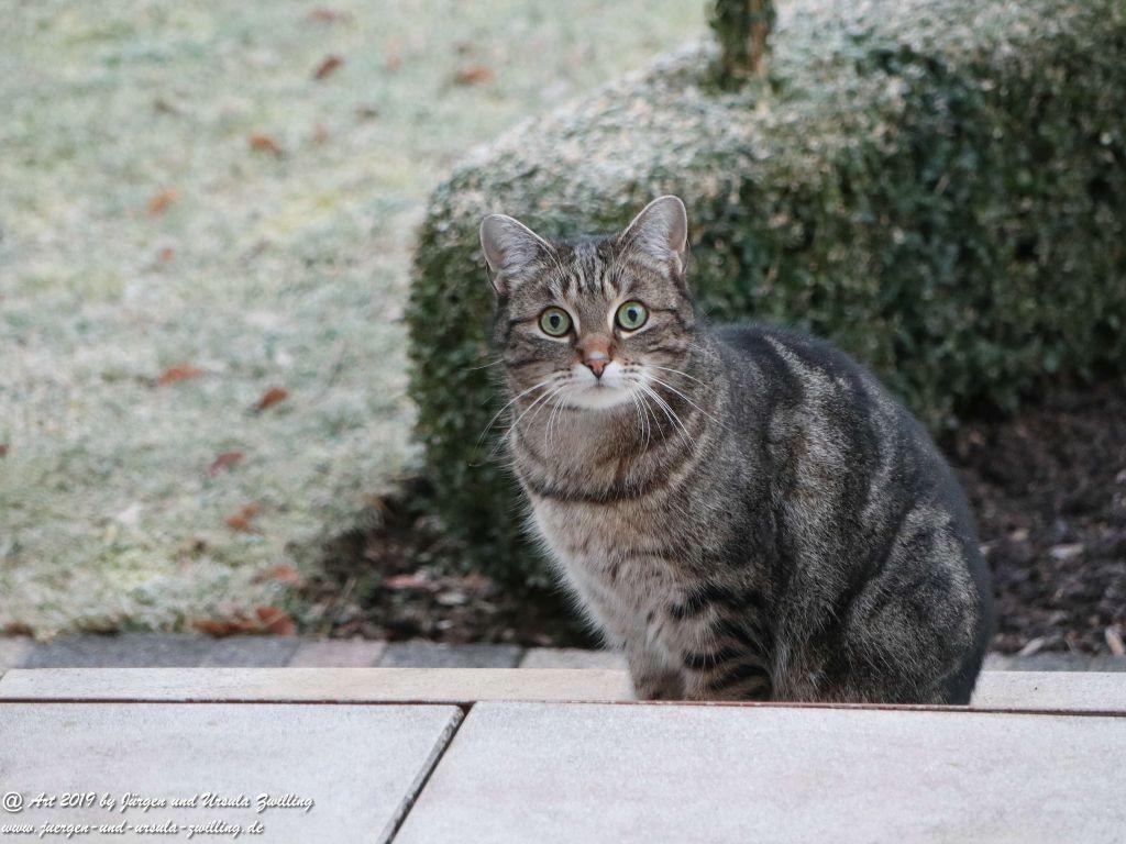 Katze Mimi im Februar 2019