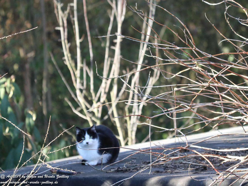 Katzenbesuch bei Katze Mimi auf dem Dach