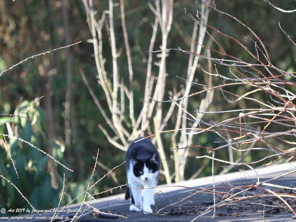 Katzenbesuch bei Katze Mimi auf dem Dach