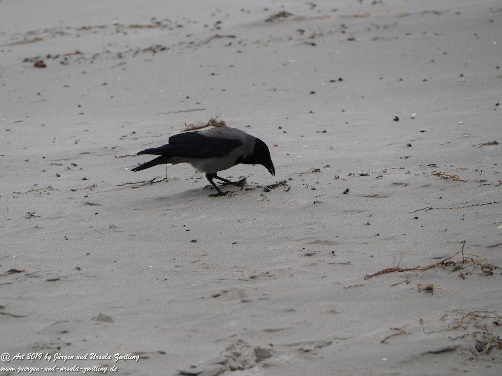 Philosophische Bildwanderung Prerow nach Darßer Ort - Mecklenburg-Vorpommern - Ostsee
