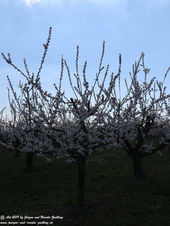 Blütenstart in Rheinhessen